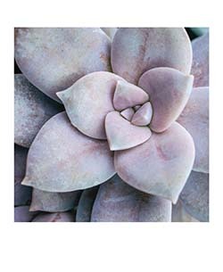 succulent notecards Succulent Garden Notecards — Two Hands Paperie