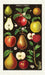 Apples and Pears tea towel has brightly colored fruits complimented by a rich, dark background. 