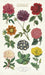 The Flower Garden Botanica Cotton Tea Towel features a selection of beautiful vintage images of a "hardy flowering plants", as the caption reads.