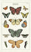 Cavallini & Co. Butterflies Cotton Tea Towel