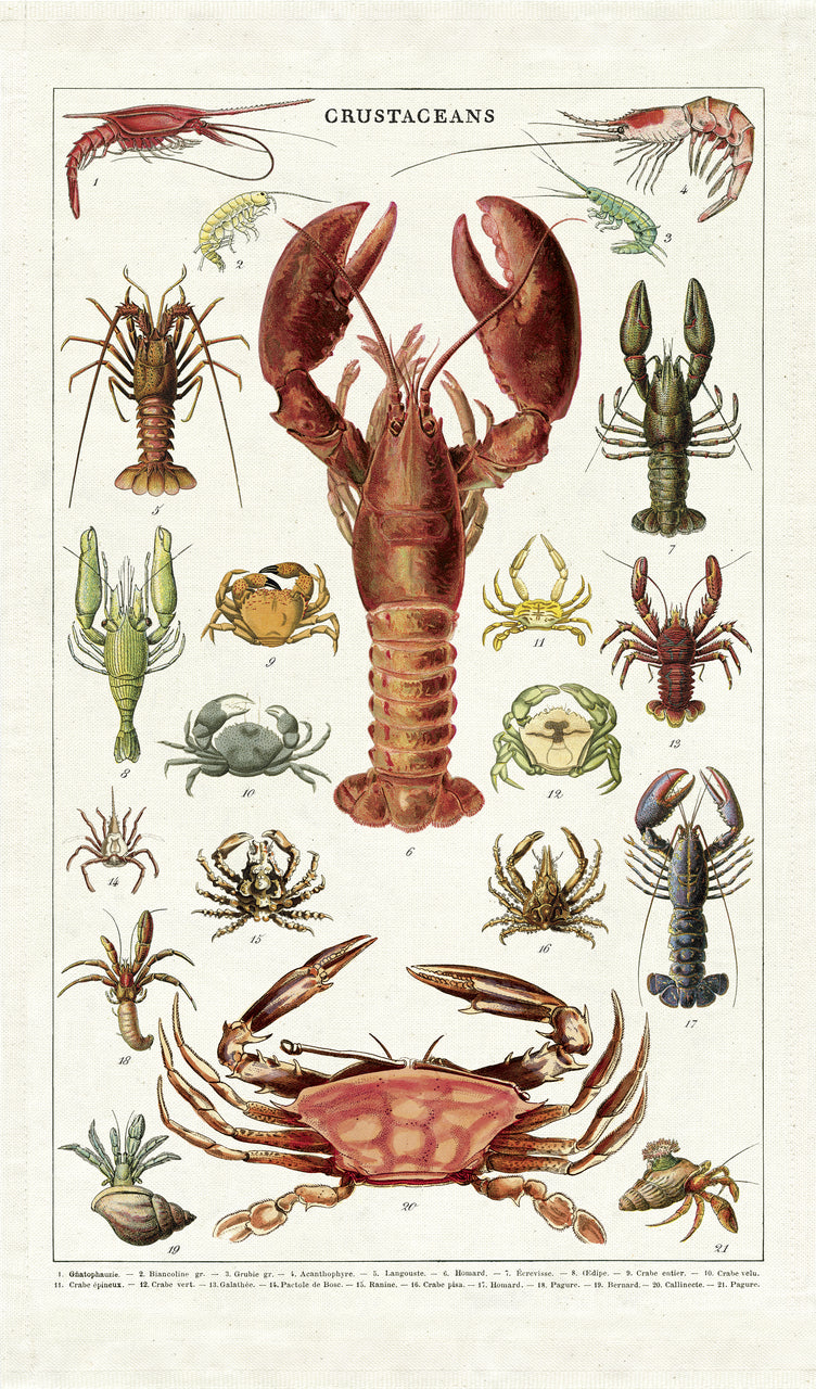 Bring sea life to your kitchen with Cavallini's Crustaceans Tea Towel. Whether or not lobster or crab are your favorite dishes, Crustaceans Tea Towel will be your favorite!