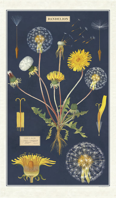 Cavallini & Co. Dandelion Cotton Tea Towel features reproductions of vintage scientific images of the dandelion in various stages of growth and bloom. 