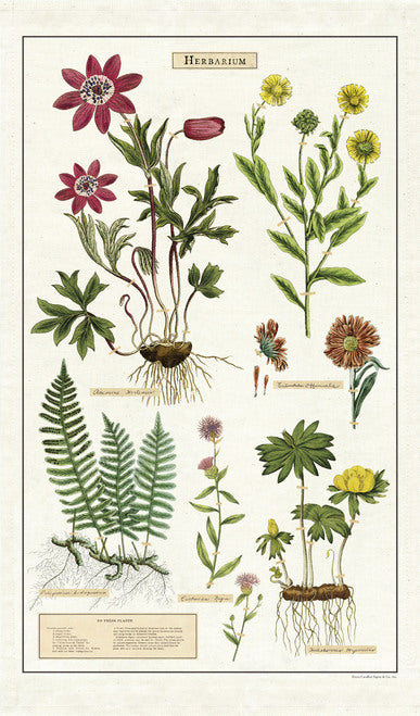 Cavallini & Co. Herbarium Cotton Tea Towel