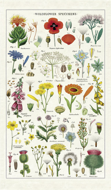 Cavallini & Co. Herbarium Cotton Tea Towel features reproductions of vintage scientific images, complete with scientific names. This tea towel is densely packed with colorful wildflower images on a natural background.