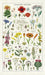 Cavallini & Co. Herbarium Cotton Tea Towel features reproductions of vintage scientific images, complete with scientific names. This tea towel is densely packed with colorful wildflower images on a natural background.