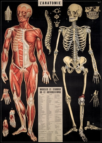 Cavallini & Co. Anatomy Decorative Paper