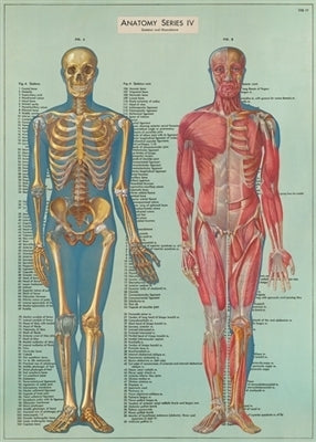 Cavallini & Co. Anatomy Series Decorative Paper