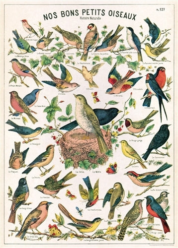 Cavallini & Co. Bird Chart Decorative Paper
