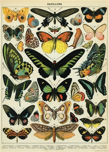 Cavallini & Co. Butterflies Decorative Paper