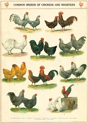 Cavallini & Co. Chickens and Roosters Decorative Paper