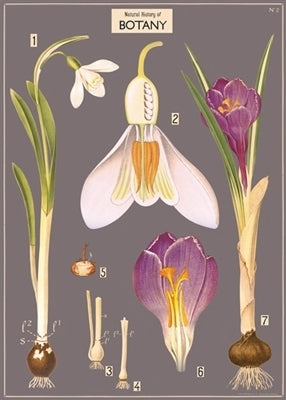Cavallini & Co. Botany Chart Decorative Paper