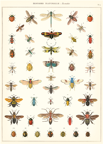 Cavallini Natural History Insects Decorative Wrap is perfect to hang on the wall or use to wrap a gift. 