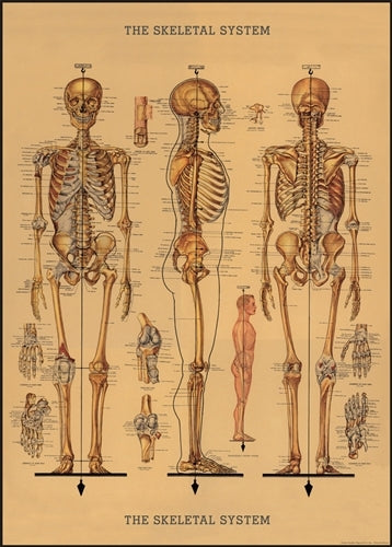Cavallini Skeleton Decorative Wrap features a vintage medical chart. 