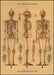 Cavallini Skeleton Decorative Wrap features a vintage medical chart. 