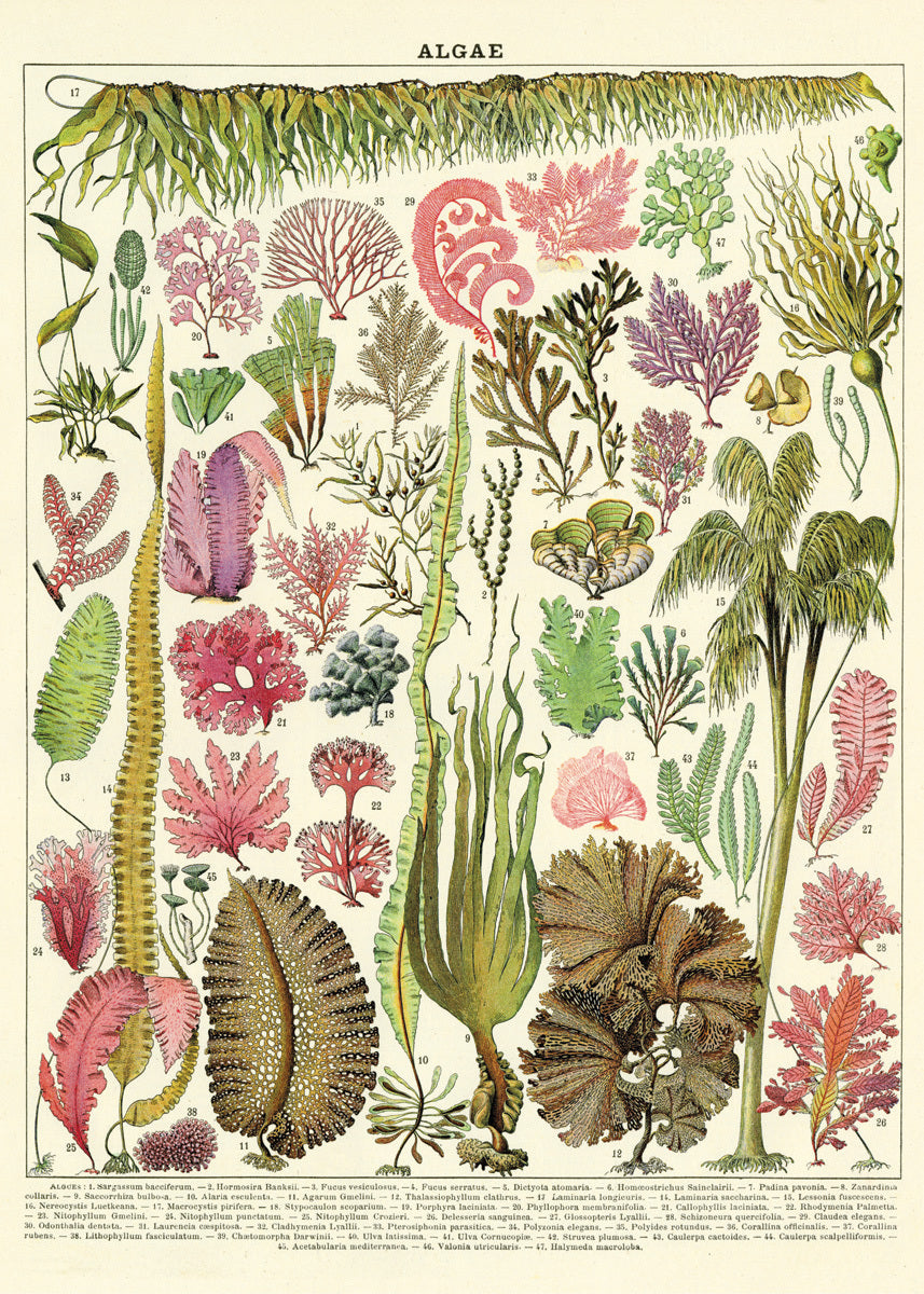 Cavallini Decorative Wrap Poster, Cacti ＆ Succulents, 20 x 28 inch Italian Archival Paper (WRAP SUC) - 3