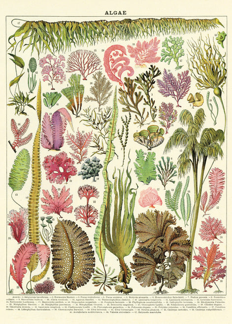 Cavallini & Co. Algae Decorative Paper