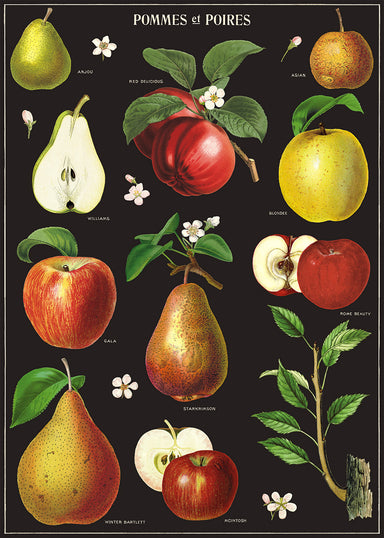  Beautifully painted botanical images of "pommes et poires" adorn this wrap with its rich, dark background.