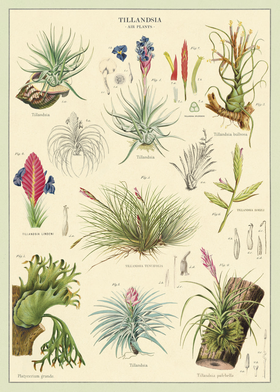 For the botanist in all of us- or at least for the anyone who appreciates the beauty of Bromeliads. 