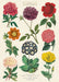 Cavallini Botanica No. 2 Decorative Wrap has the title "British Flower Garden" and features 8 colorful images of "hardy flowering plants".