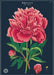 New for 2020- Botany study decorative wrap.  This beautiful vintage image of a peony just begs to be framed and hung on a wall!  