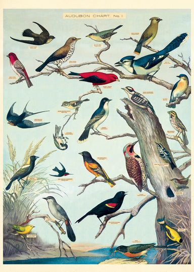 Cavallini's latest wrap for bird lovers. This wrap features reproductions of of Audubon's drawings in chart form.