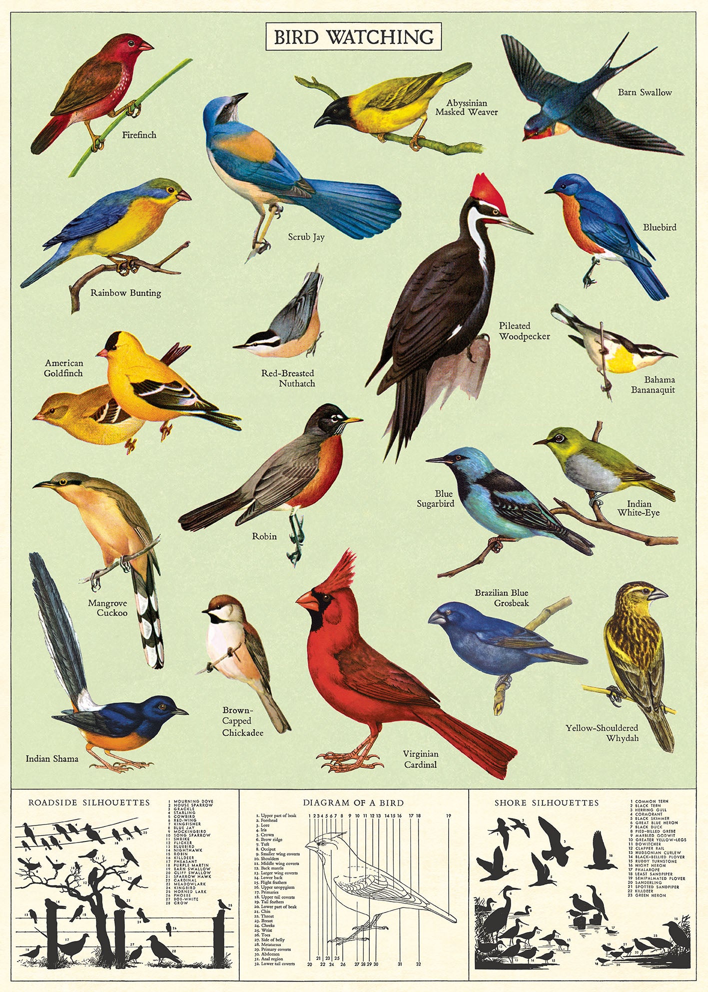 Cavallini & Co. Study of Birds Decorative Paper