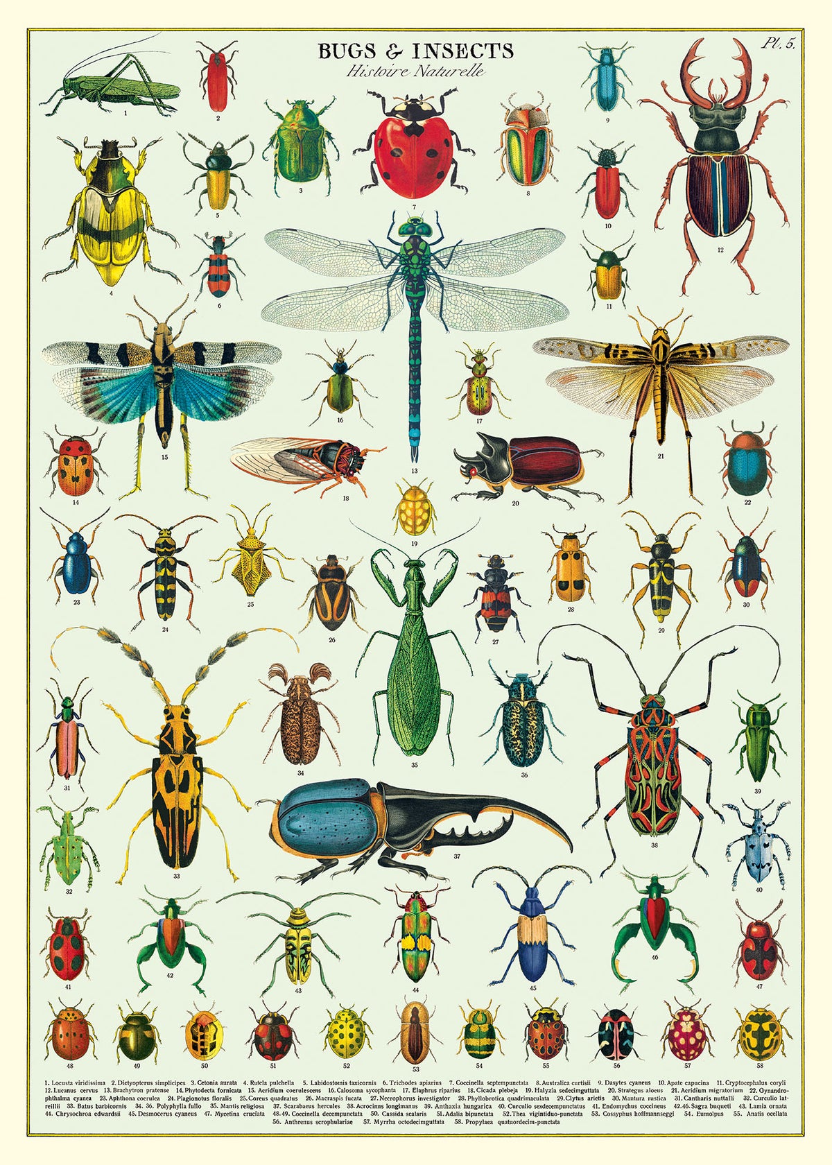 Insectsv Insects Pictures