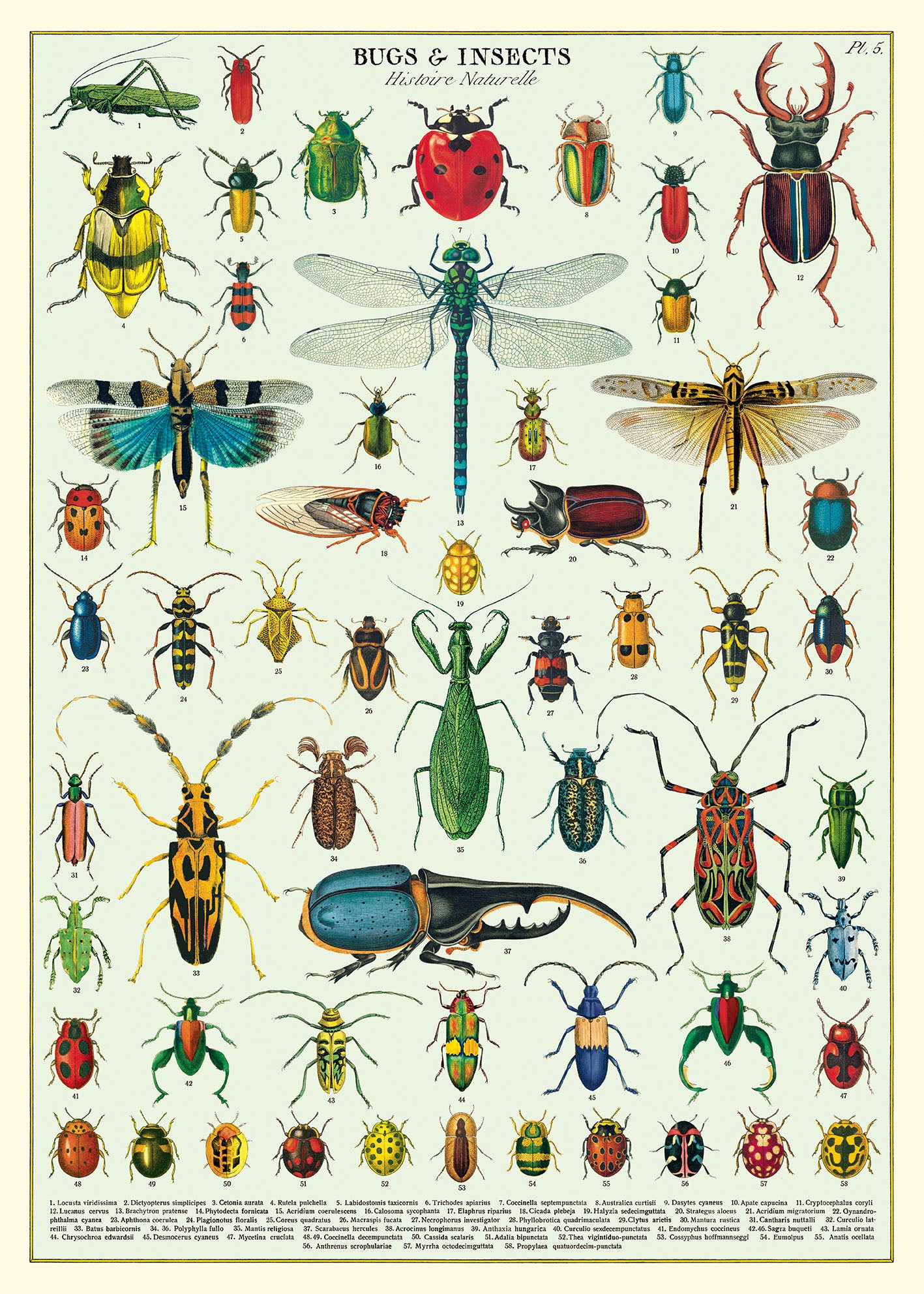 Cavallini & Co. Bugs & Insects Decorative Paper — Two Hands Paperie