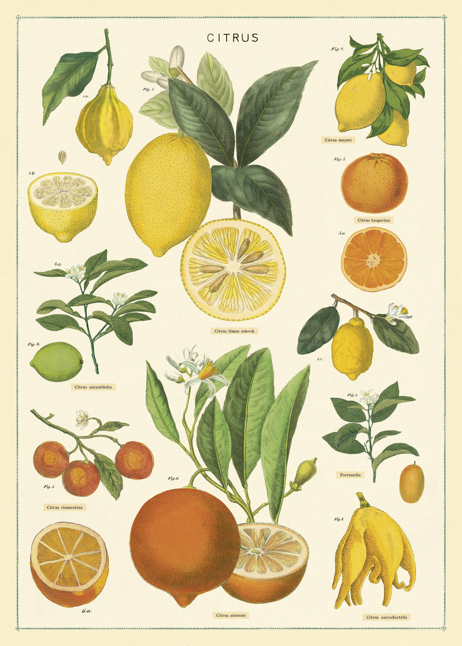 Cavallini  Co. Citrus Chart Decorative Paper — Two Hands Paperie