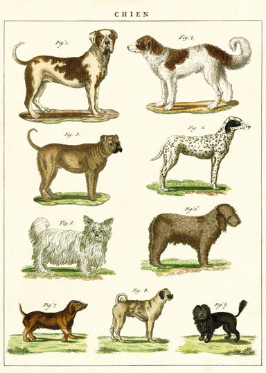 Cavallini & Co. Dog Chart features reproductions of vintage dog images printed on fine, high quality laid paper. 
