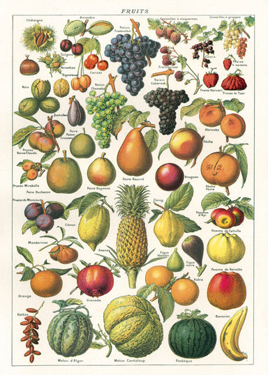 Cavallini & Co. Fruit Chart is the perfect wrap for any gardener, or anyone who is a fan of vintage botanical images.
