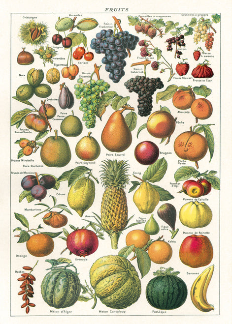 Cavallini & Co. Fruit Chart Decorative Paper