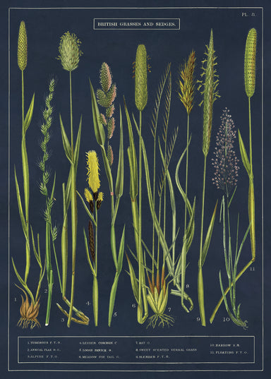 "British Grasses and Sedges" is the title of this wrap. Each image is numbered and has its common name at the chart bottom.