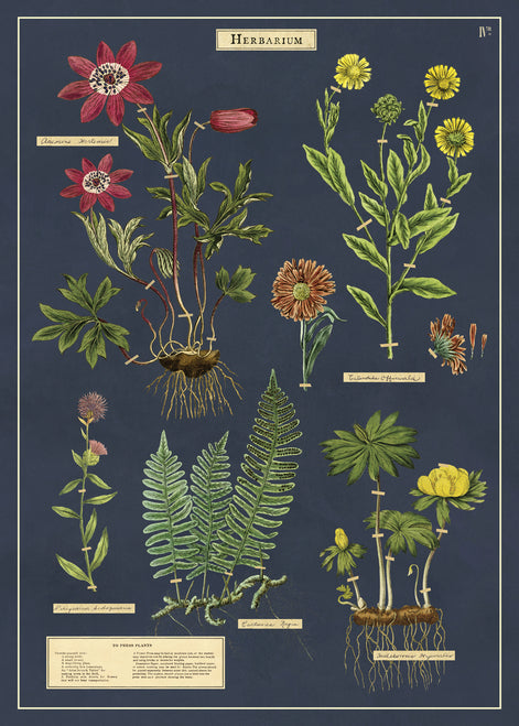 Cavallini & Co. Herbarium Decorative Paper
