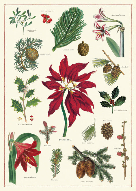Cavallini & Co. Christmas Botanica Decorative Paper