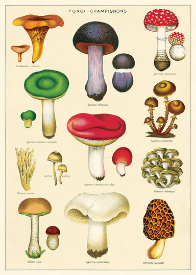 A second mushroom chart has been added! Mushrooms No.2  adds more variety and color to the mushroom category.