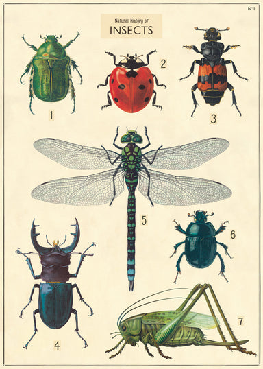 Cavallini & Co. Insects Chart Decorative Paper