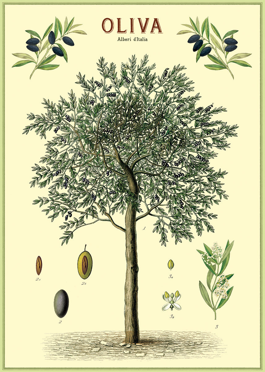 Cavallini & Co. presents a beautiful scientific image of an olive tree, complete with details of olive, branch ends, and blooms. 