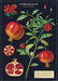 Cavallini & Co. Pomegranate Decorative Wrap