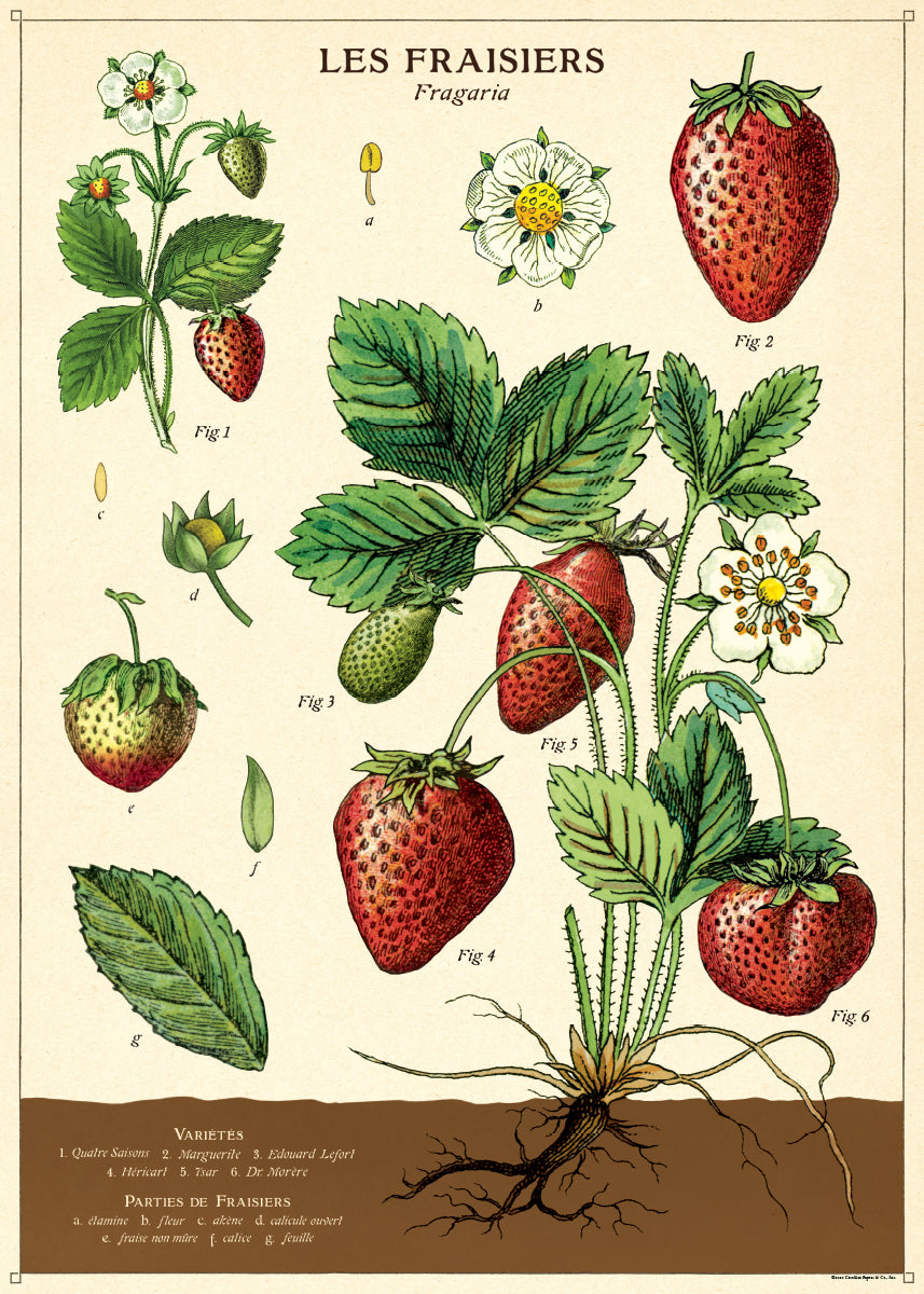 Cavallini & Co. Strawberries Decorative Wrap