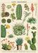 Cavallini & Co. Succulents Decorative Wrap features beautiful vintage cacti and succulent images- it can be used as gift wrap for a cactus loving friend or to brighten any room.