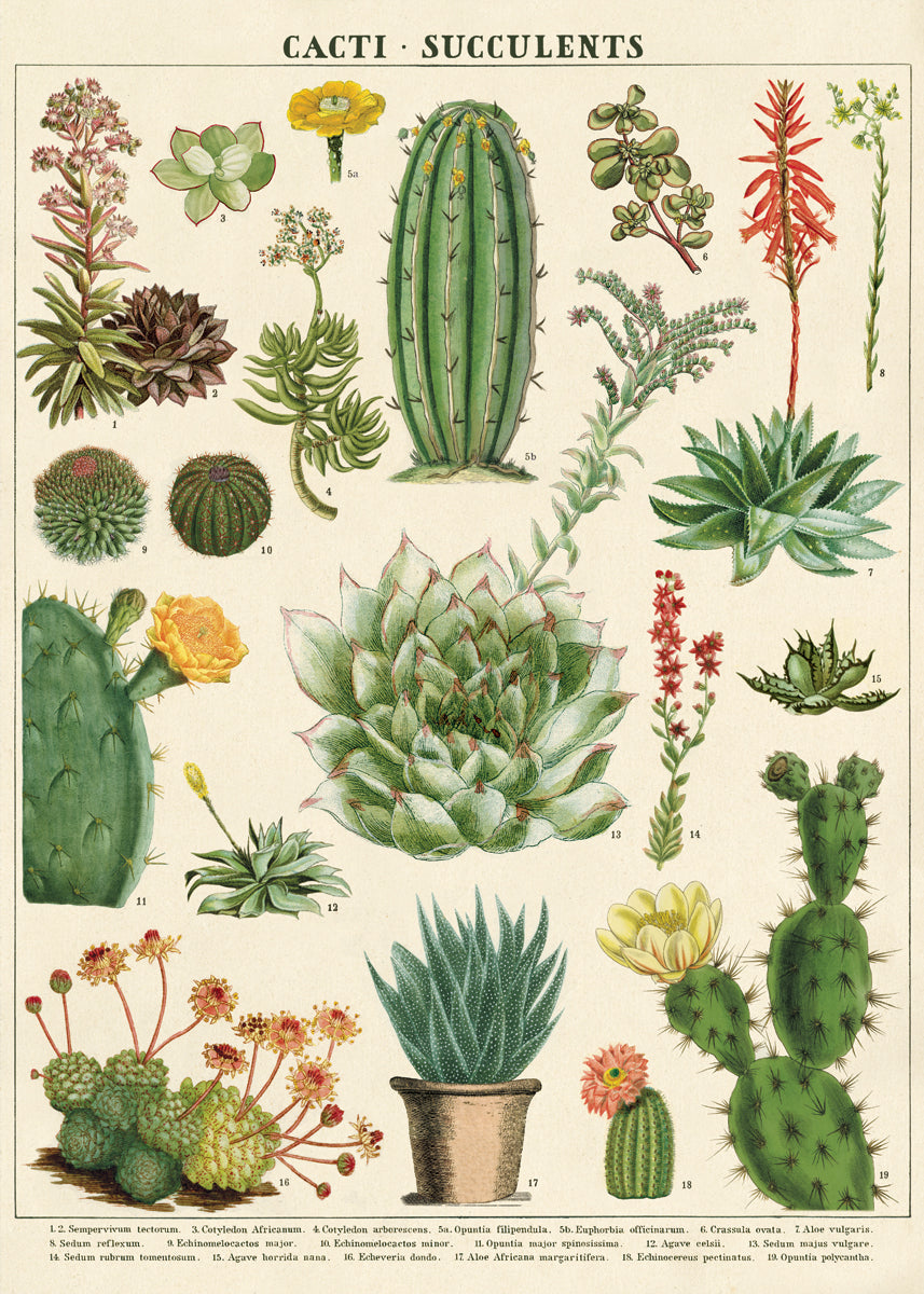 tissue paper succulents Cavallini & Co. Succulents Decorative Paper — Two Hands Paperie