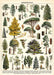 Vintage tree images adorn the new Cavallini Arboretum wrap. Each image is identified by its scientific name at the bottom of the chart. 
