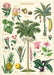 Beautiful vintage images of tropical plants adorn the new Cavallini Tropical Plants wrap- the perfect way to transport yourself to a warmer climate! 