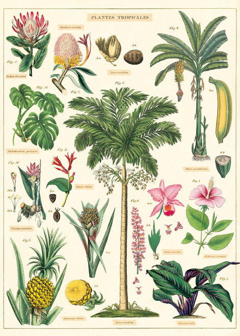 Cavallini & Co. Tropical Plants Decorative Paper