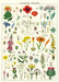 Cavallini WIldflowers Decorative Wrap is densely packed with wildflower images, each having its scientific name alongside. 