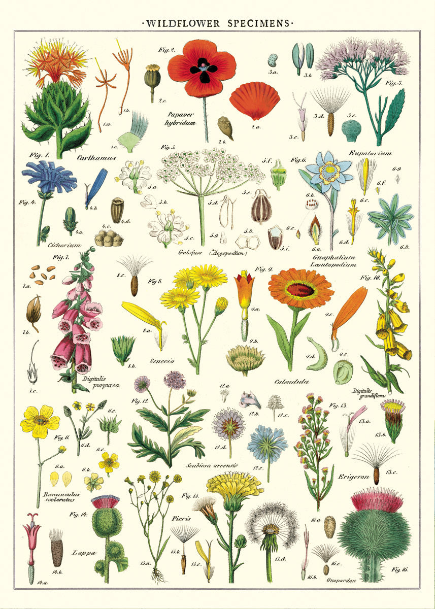 Types of Wildflowers and Their Wild Stories