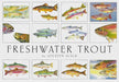 Crane Creek Graphics Freshwater Trout Notecard Folio
