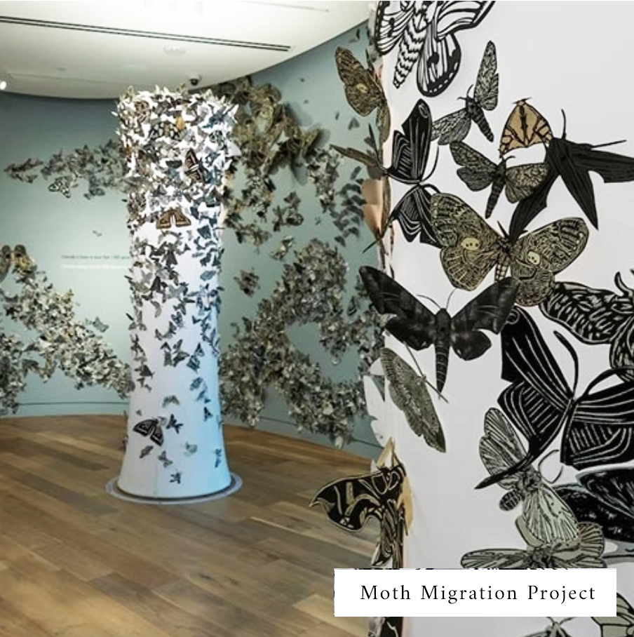 Moth Migration Project installation detail